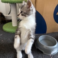 Photo of Dexter 💙