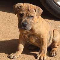 Photo of Dingo