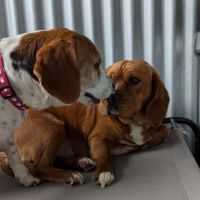 Photo of Amy & Ginger