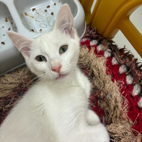 Pesto - Domestic Short Hair (DSH) Cat