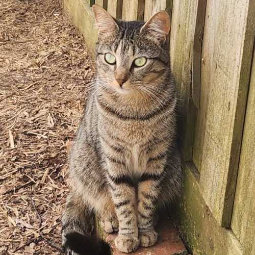 Olli - Domestic Short Hair (DSH) Cat