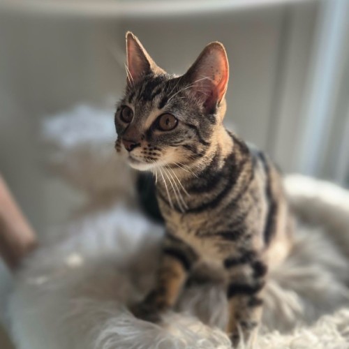 Mahalia  - Domestic Short Hair (DSH) Cat
