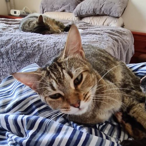Hannah - Domestic Short Hair Cat