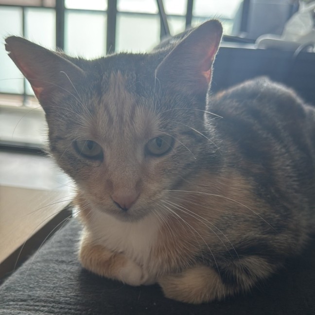 Photo of Caramel Slice