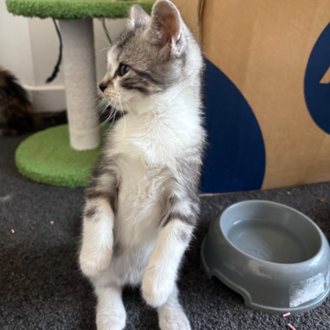 Photo of Dexter 💙