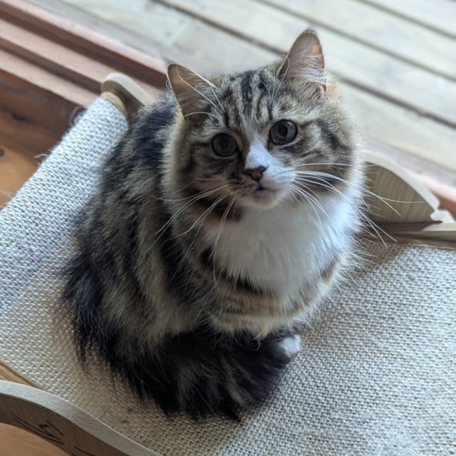 Photo of Muhma ( & Pumpkin) 2nd Chance Cat Rescue**