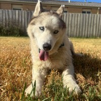 Photo of Loki