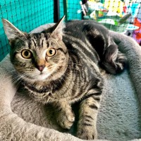 Photo of Miray**2nd Chance Cat Rescue**