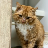 Photo of 🦁 Caspian 5401 🦁