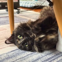 Photo of Sarsparilla