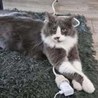 Photo of Shadow