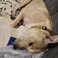Photo of Bonnie