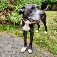 Photo of Rusty