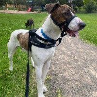 Photo of Bully