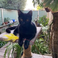 Photo of $180 Eggplant (E)