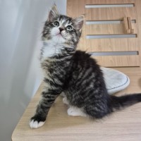 Photo of Casimir 💙