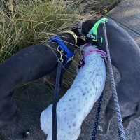 Photo of Hodgie The Greyhound