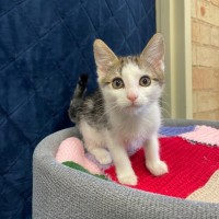 Photo of Comet