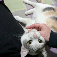 Photo of Princess Peach