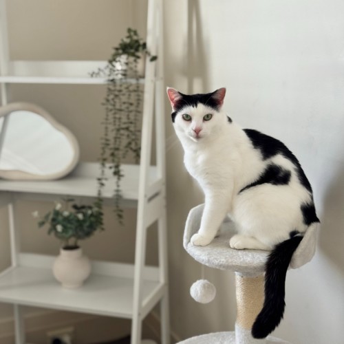 River - Domestic Short Hair Cat