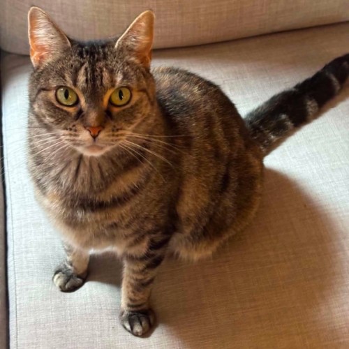 Birdie - In foster care in Richmond - Domestic Short Hair Cat