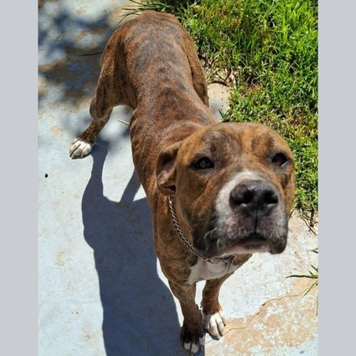 Leprechaun - American Bulldog