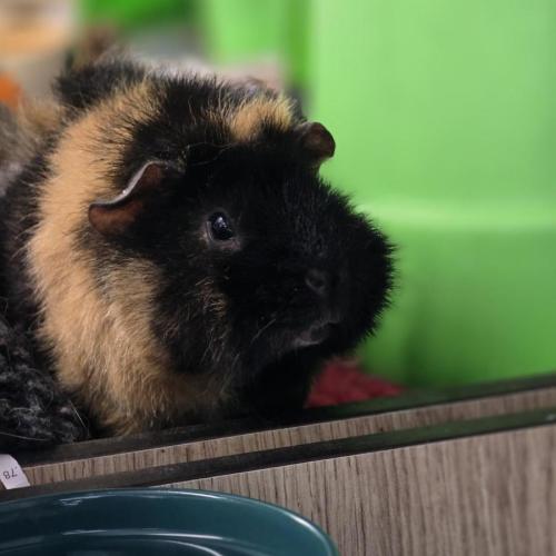 🐽 Milo 7580 🐽 - Peruvian Guinea Pig