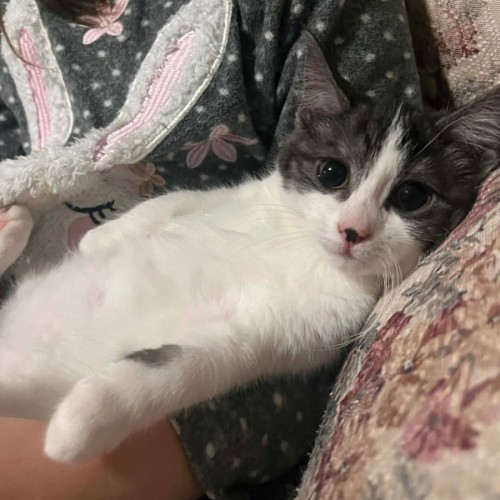 Squeal - Domestic Short Hair (DSH) Cat