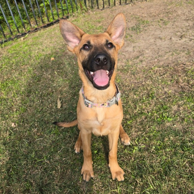 Photo of Nala