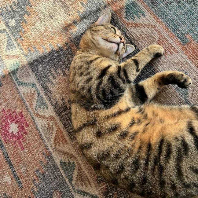 Photo of Ferris & Felix