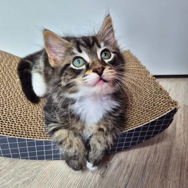 Photo of Caspian 💙