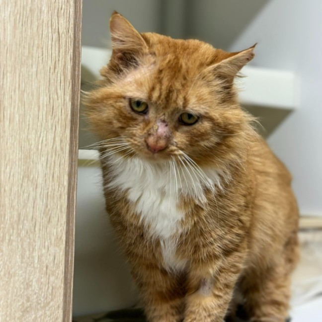 Photo of 🦁 Caspian 5401 🦁