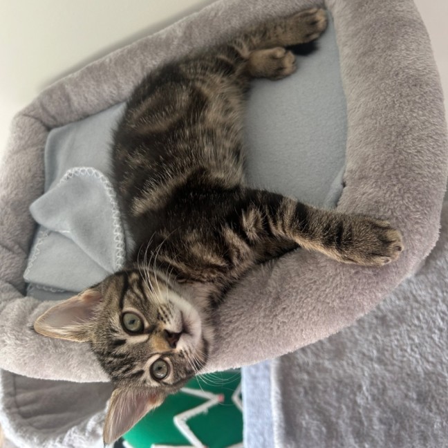 Photo of Horizon Aka "Have A Chat"