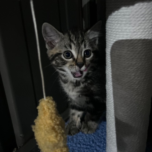 Photo of Nutella Storm 🍦 