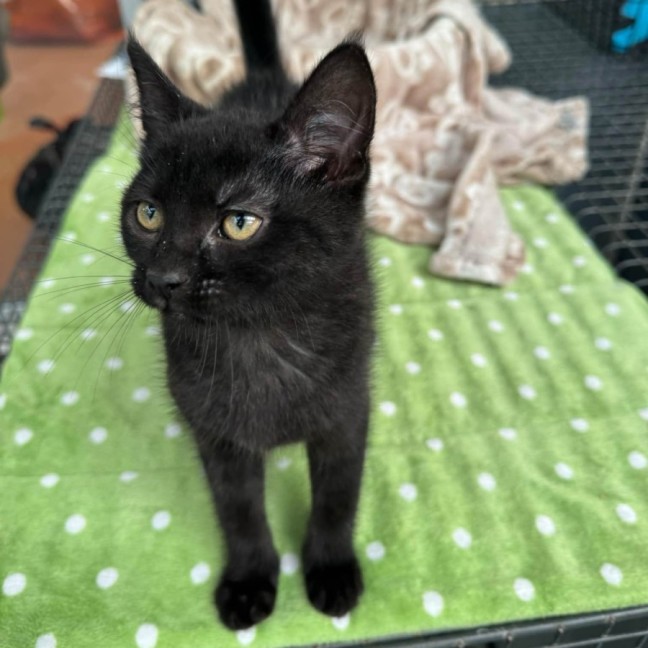 Photo of Jinx