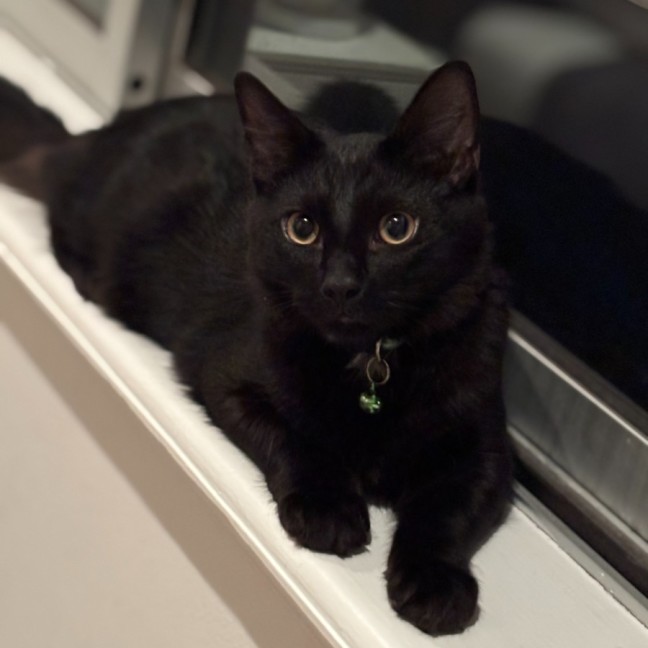 Photo of Watson