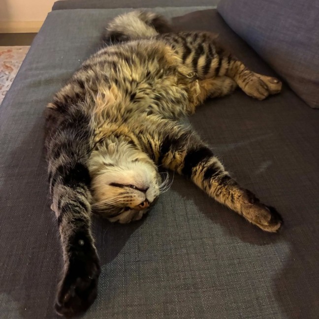Photo of Chestnut