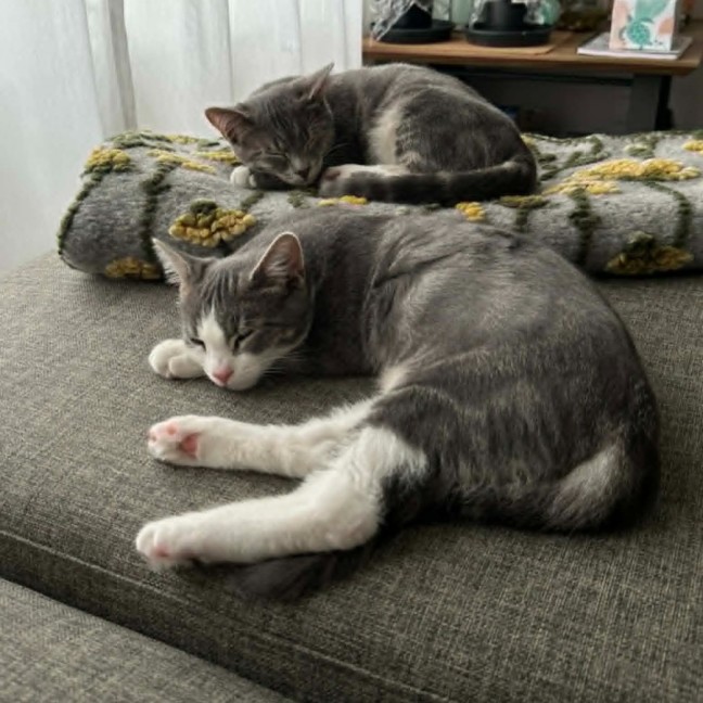 Photo of Penn **2nd Chance Cat Rescue**
