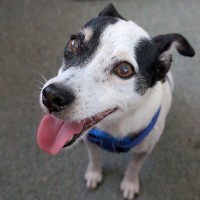 Photo of D1244 Coco