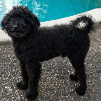 Photo of Buddy