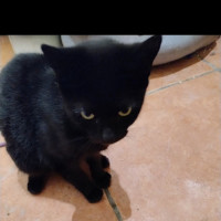 Photo of Kiki Meet Me@Petstock Dandenong 