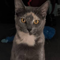 Photo of Blossom 🌸💐🌺