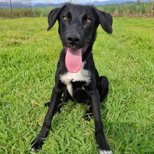 Turbo - Border Collie Dog