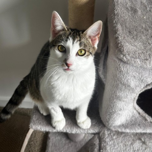 Nike - Domestic Short Hair (DSH) Cat