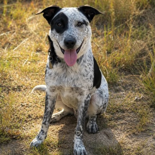 Patches - Australian Cattle Dog