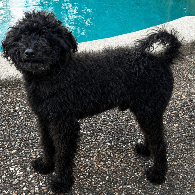 Photo of Buddy