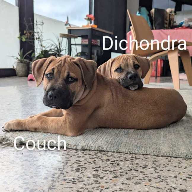 Photo of The Grasses Litter 