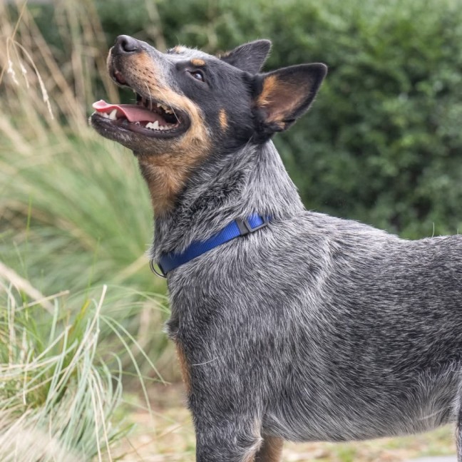 Photo of Ranger