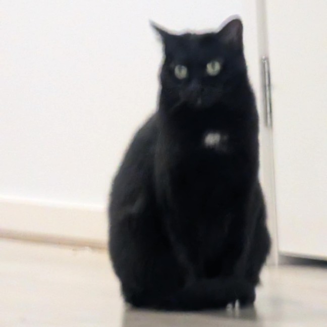 Photo of Tiger And Sock