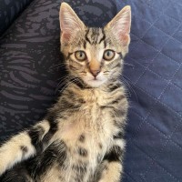 Photo of Bullet